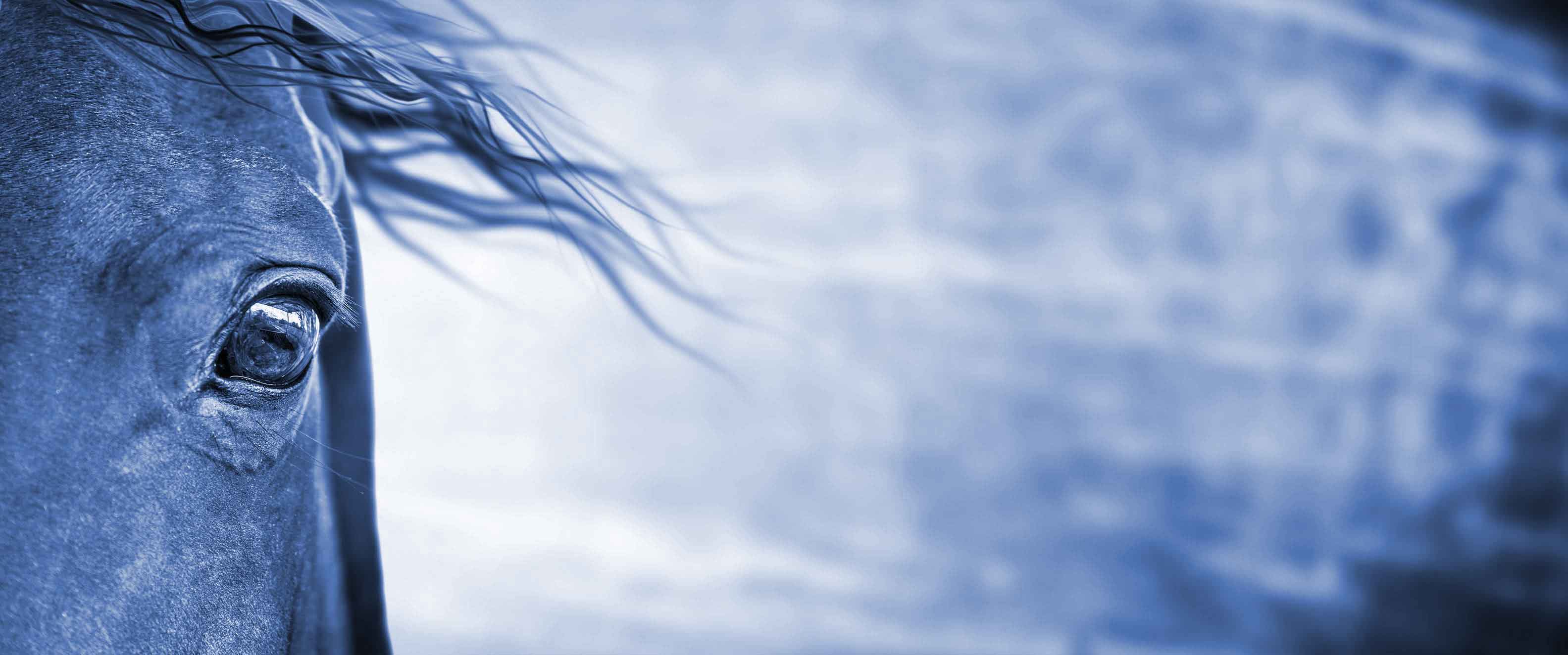 Pferderecht Slide background